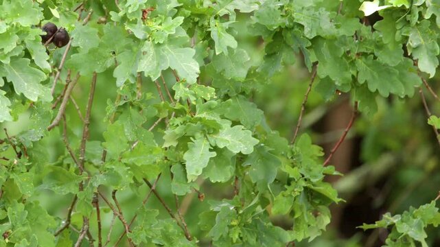 Fresh Green Oak Leaves Gently Swaying on Tree Branches in Forest