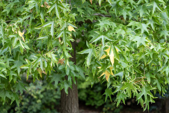 Feuillage d'un copalme d'Am&eacute;rique  en automne