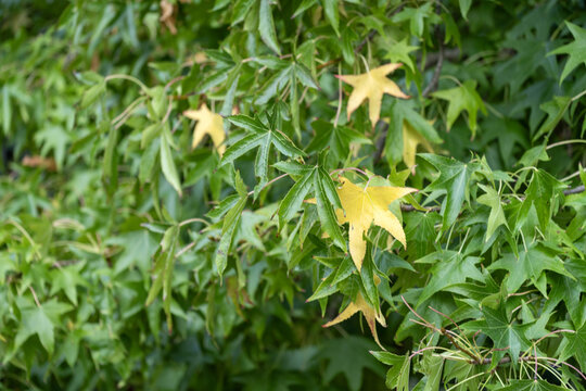 Feuillage d'un copalme d'Am&eacute;rique  en automne