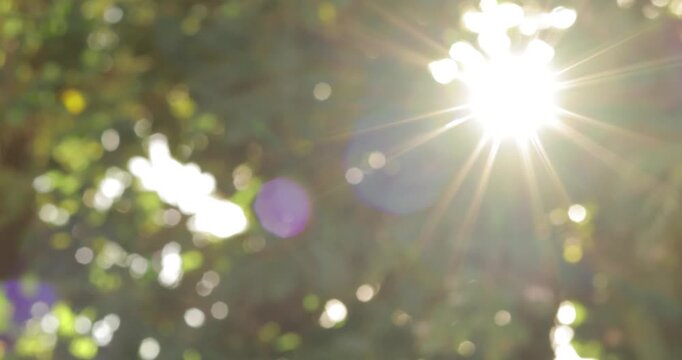 Sunlight bursting through green trees with a radiant sunstar, colorful lens flare and soft bokeh, creating a dreamy nature background that evokes warmth, hope, tranquility and positive energy
