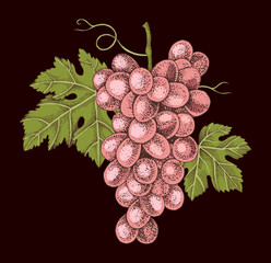 Fototapeta premium Pink grapes cluster hand sketched vector