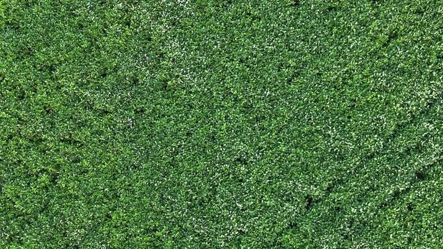 Lush green soybean field sways gently in the wind, showcasing the vibrant leaves rustling together, creating a serene and dynamic natural landscape under bright sunlight. Aerial view
