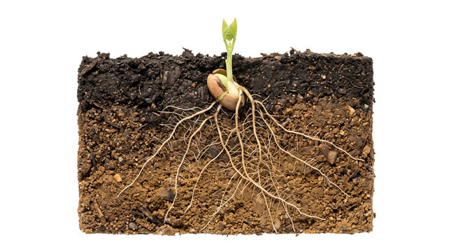 Germinating seed with roots in soil cross section, young green sprout growing from bean in dark earth, plant development and root system anatomy