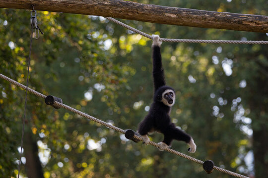 A baby white-handed gibbon 