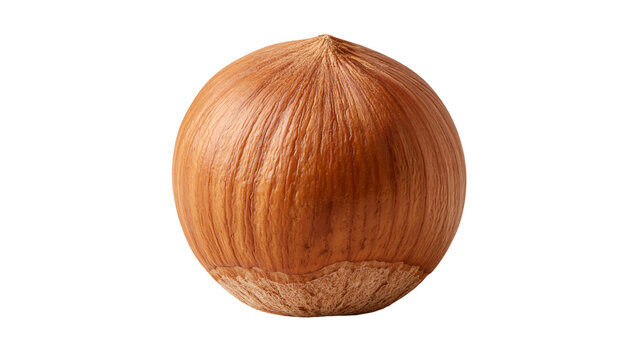 Single whole brown hazelnut with textured shell