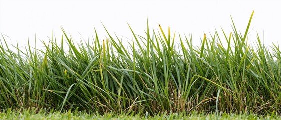 Naklejka premium Dense tall green grass growing in a thick horizontal band against white background