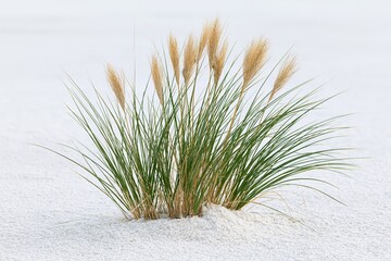 Fototapeta premium The Dune Grass Tuft Emerging From White Sand Under Bright Coastal Light