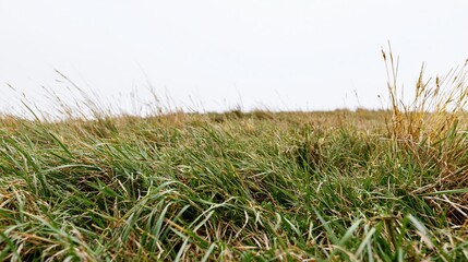 Naklejka premium Low-angle view of grassy field under overcast sky