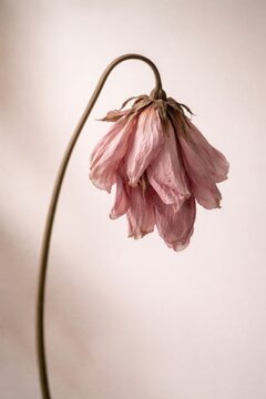A close-up of a wilted pink flower with delicate, drooping petals.