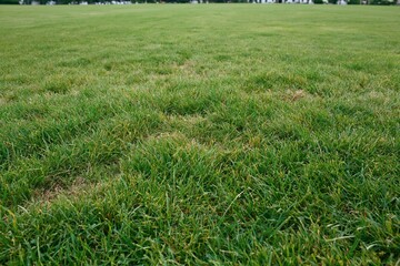 Naklejka premium The Grass Field in a Park Expansive Lush Green Lawn