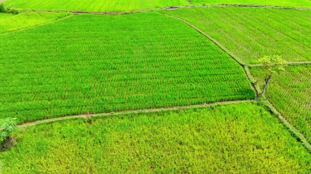 Drone footage of expansive lush green rice plantation plots and field borders in rural countryside