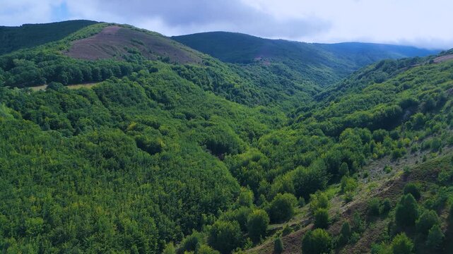 Aerial drone view of the beech forest and countryside landscape in Las Machorras, Las Merindades. Pasiegos Valleys of Burgos. Castile and Le&oacute;n. Spain. Europe