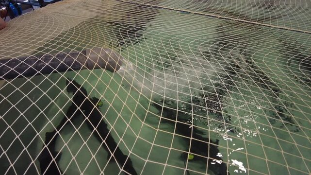  A fish farm can be seen with large nets covering the water. The nets are used to protect the fish from predators. The focus is on the clear water and the movement of fish beneath the surface. 
