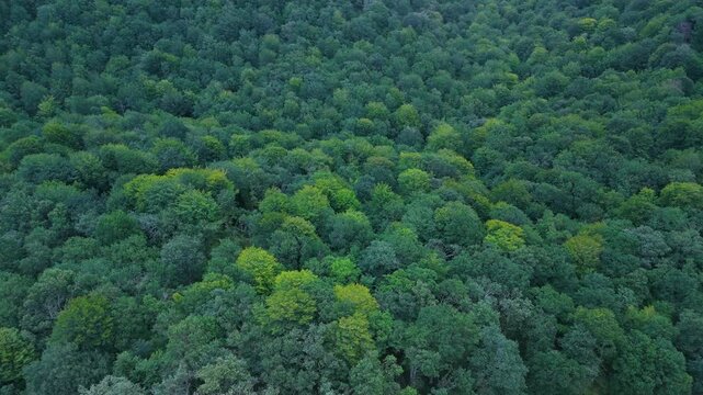 Aerial drone view of the beech forest landscape in summer near the Los Tornos Pass between Burgos and Cantabria, Spain. Europe