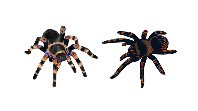 Two tarantulas with detailed markings on black