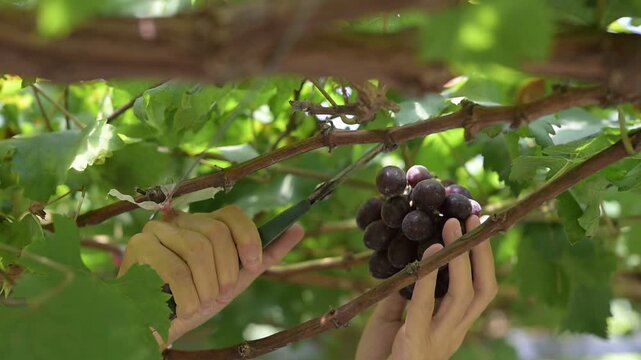Hand holding ripe grape cluster in vineyard with green leaf under sunlight, outdoor summer agriculture harvest of fresh fruit, grape hand harvest with pruning tool, nature bunch