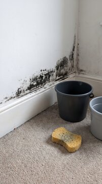 Cleaning supplies including a black bucket and yellow sponge placed near a wall damaged by black mold and moisture with mold damage water damage moisture stains