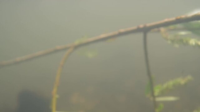 unterwasser fluss wasser natur ast