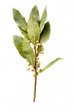 Fresh Bay Laurel Branch with Leaves and Buds