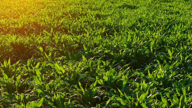 Sunlit corn canopy with lush green foliage texture. Healthy maize plants across fertile agricultural field. Silage crop cultivation for livestock feed sustainable farming and agribusiness background