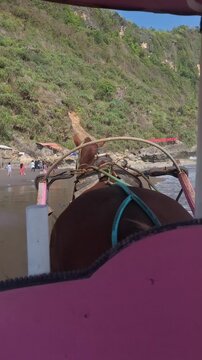 Tourists enjoying a traditional horse drawn carriage ride along the sandy coastline of Parangtritis Beach, Yogyakarta, Indonesia. This scenic travel moment represents Indonesian beach tourism.