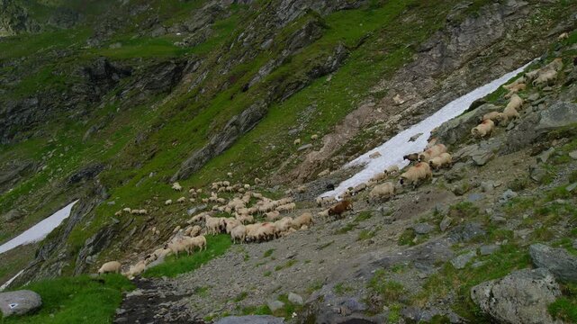 Sunlit Sheep Flock Crossing Fagaras Snowfield
