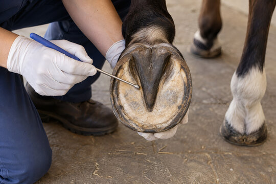 Gloved hands examining the sole of a lifted horse hoof