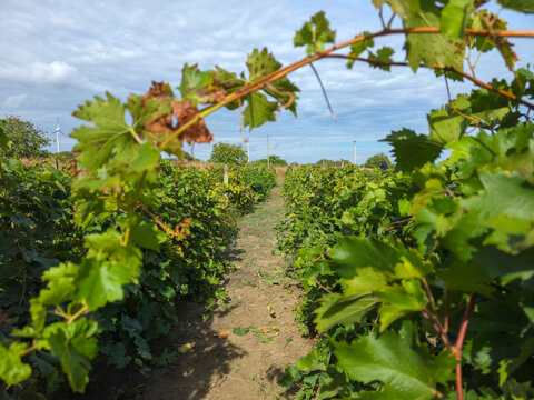 Lush green rows of vines in a rural vineyard landscape