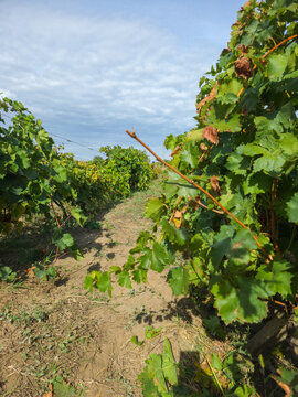 Lush green rows of vines in a rural vineyard landscape