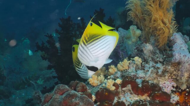 Colorful threadfin butterflyfish (Chaetodon auriga) fish on a tropical coral reef in Indonesia