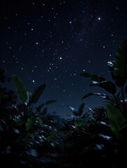 Fototapeta premium Dark night sky with bright stars above tropical plants. Rich green leaves, exotic jungle foliage under starry cosmos. Abstract blurry background with soft bokeh light. Dreamy atmospheric scene of