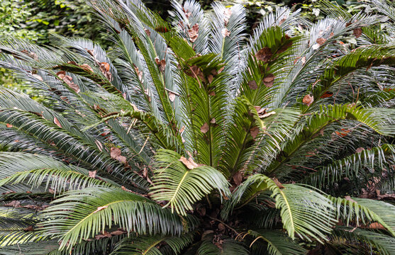 A vibrant, close-up shot captures the architectural beauty of a sago palm (Cycas revoluta) thriving amidst lush, verdant foliage. The plant's deep green, feather-like fronds radiate outward in a drama