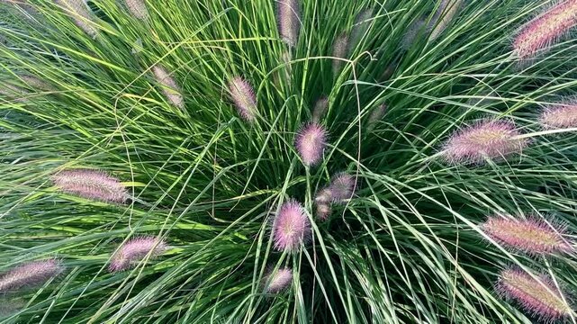 green deco grass plants with fragil fluffy flower head blooming