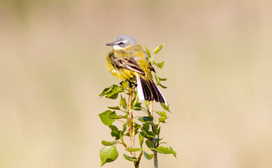 blue tit on branch © lazalnik