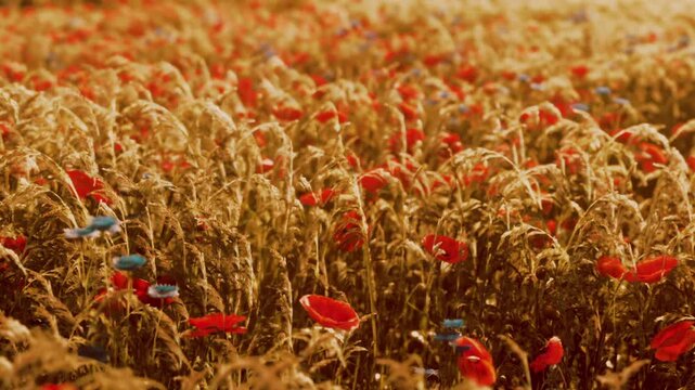 Golden wheat and bright red poppies fill the fields as soft sunlight bathes the landscape. Nature reveals its beauty in this picturesque setting during a serene afternoon.