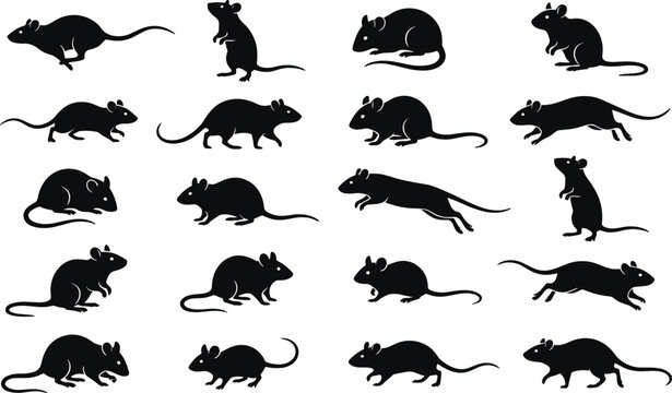 Black rat silhouette vector set featuring various mouse poses like running crawling standing and sitting isolated on white background for graphic design