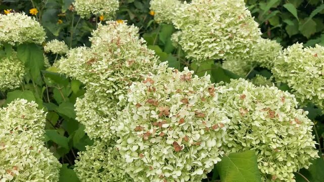 Close up of a bunch of Hydrangeas green flower detail view