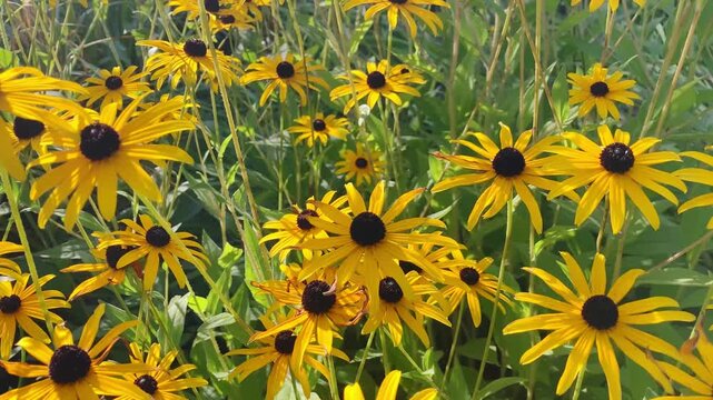 Black eyed susan, Asteraceae flowers outdoor