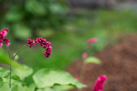Deep pink flowering spikes of Persicaria orientalis in garden