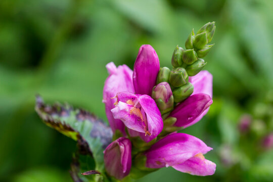 Pink Turtlehead Blooms and Buds, Chelone Obliqua Close-Up