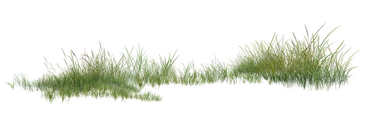Fototapeta premium grass isolated on white background/Sharp high-resolution green grass meadow isolated on a white background.