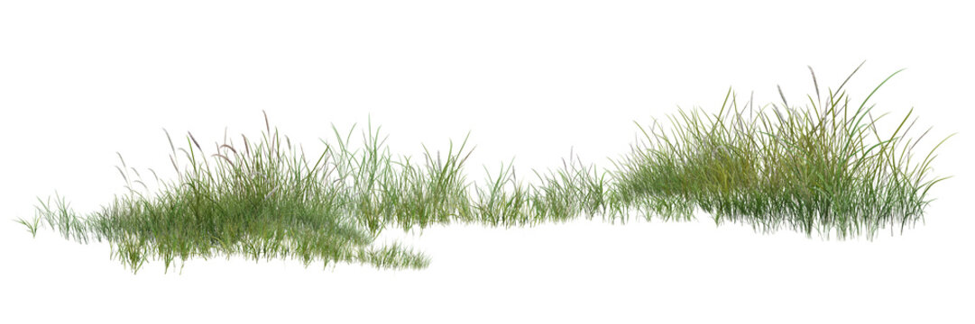 grass isolated on white background/Sharp high-resolution green grass meadow isolated on a white background.