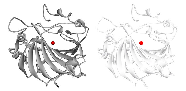Carbonic anhydrase II enzyme molecule, one of isozymes of carbonic anhydrases, with red zinc ion. Ribbon model, cartoon representation, 3D render