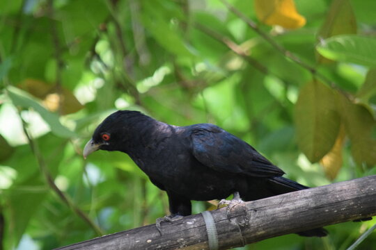 Male Asian Koel Bird with Red Eyes Perched on Bamboo Branc