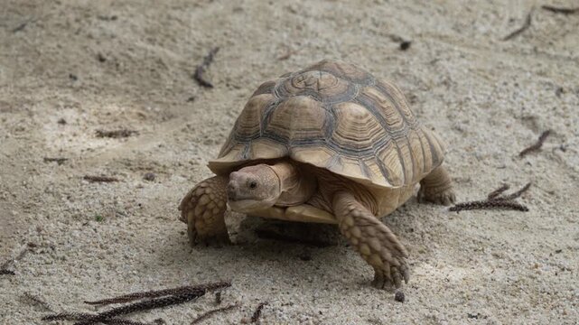 sulcata tortoise is a species of tortoise which inhabits the southern edge of the Sahara desert in northern Africa.