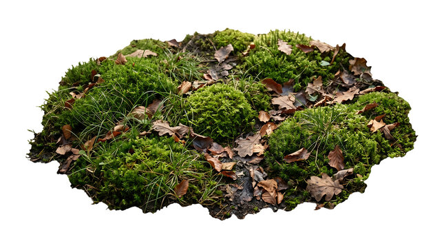 Green moss patch with small dry brown leaves