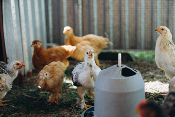 Young chicks foraging in a rural chicken coop © Iryna