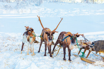 A team of reindeer with a sleigh in the snowy tundra. © lizavetta
