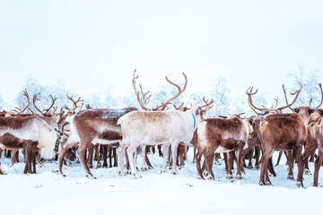 A herd of reindeer wanders through a snowy forest. Life in the Arctic. © lizavetta