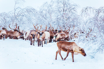 A herd of reindeer wanders through a snowy forest. Life in the Arctic. © lizavetta